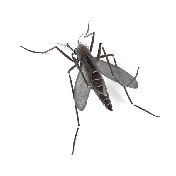 Renderização 3d de Aedes Aegypti — Fotografia de Stock