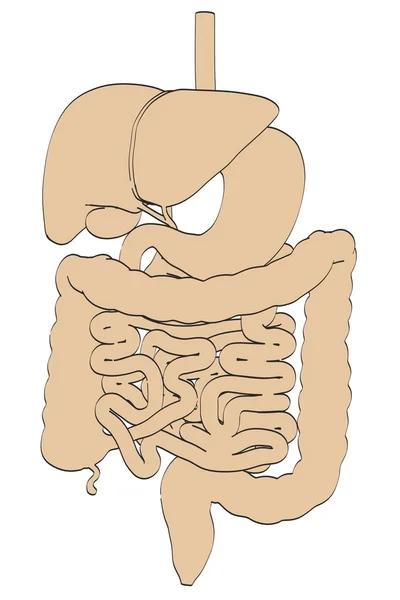 2d cartoon illustration of digestive system — Stock Photo, Image