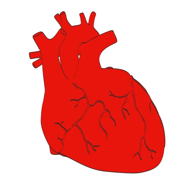 2d cartoon illustration of human heart — Stock Photo, Image