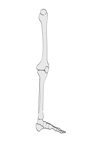 2d cartoon illustration of leg bones — Stock Photo, Image