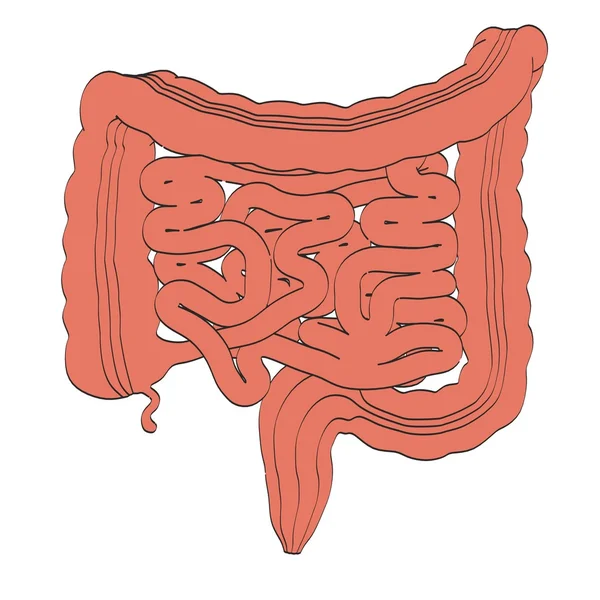Illustration 2d dessin animé des intestins — Photo