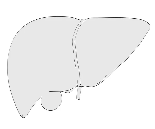 2d cartoon illustration of liver — Stock Photo, Image