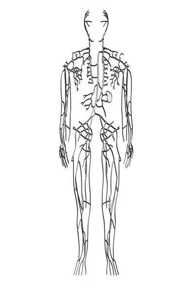 Lenfatik sistem 2D karikatür çizimi — Stok fotoğraf