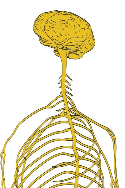 2D cartoon illustration av nervsystemet — Stockfoto