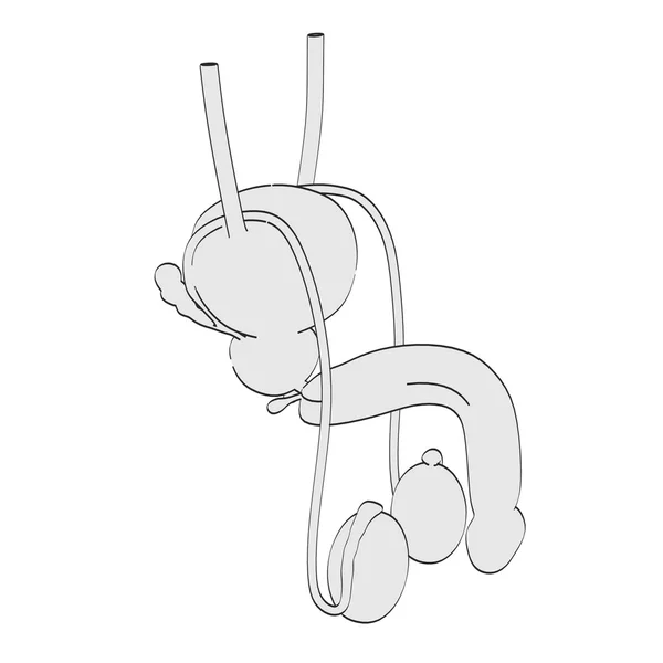 남성 생식의 2d 만화 그림 — 스톡 사진