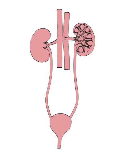 2d cartoon illustration of urinary system — Stock Photo, Image