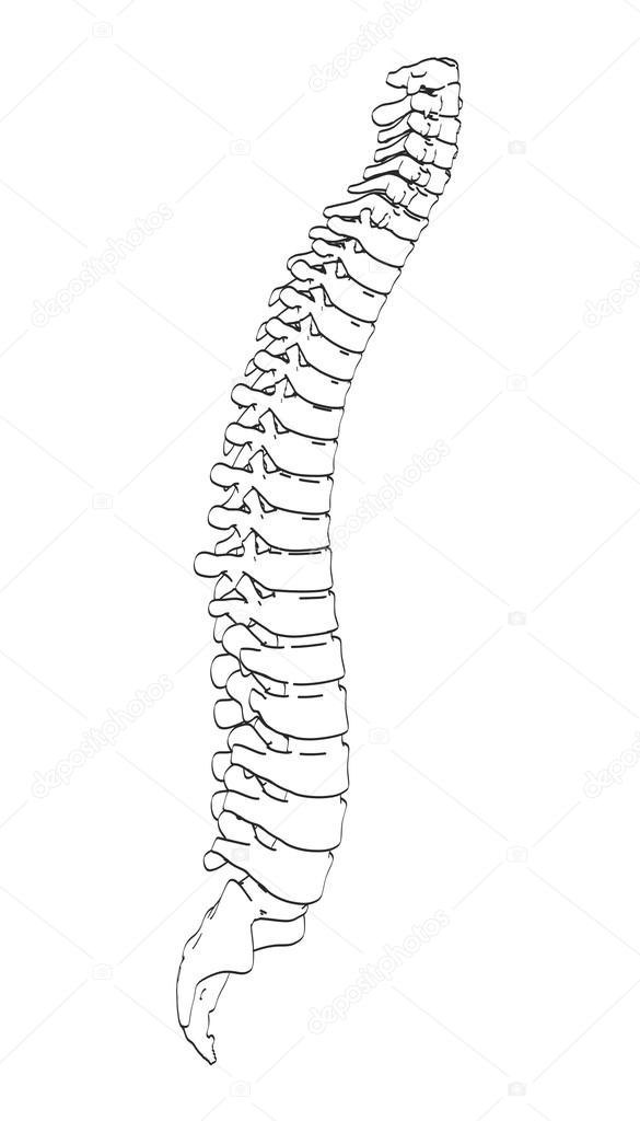 2d cartoon illustration of spinal cord Stock Illustration by ©3drenderings  #107158756
