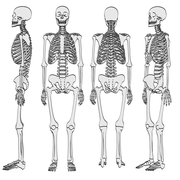 2D illustratie van de tekenfilm van menselijk skelet — Stockfoto