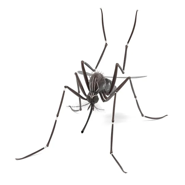 Aedes Aegypti의 3d 렌더링 — 스톡 사진
