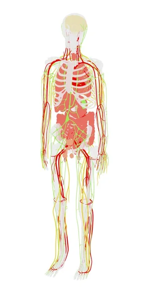 2D мультиплікаційна ілюстрація анатомії людини — стокове фото