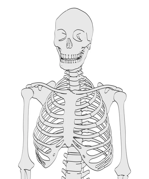2d cartoon illustration of female skeleton — Stock Photo, Image