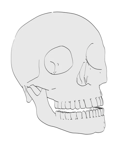 2D-s rajzfilm illusztráció férfi koponya — Stock Fotó
