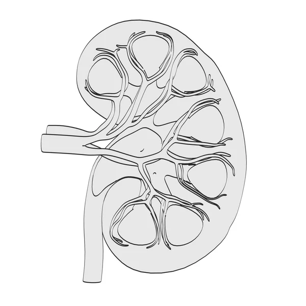 2D ilustrace kreslené ledviny — Stock fotografie