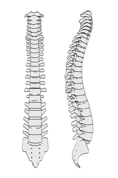 脊髓的卡通插图 — 图库照片