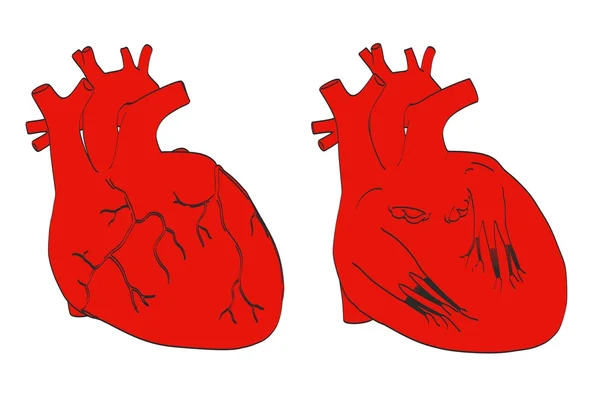 2D illustratie van de tekenfilm van menselijk hart — Stockfoto