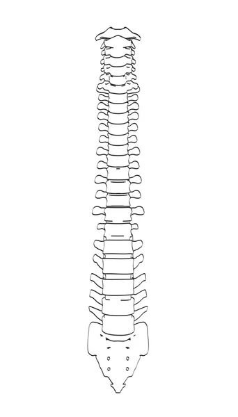 Spinal kord 2D karikatür çizimi — Stok fotoğraf