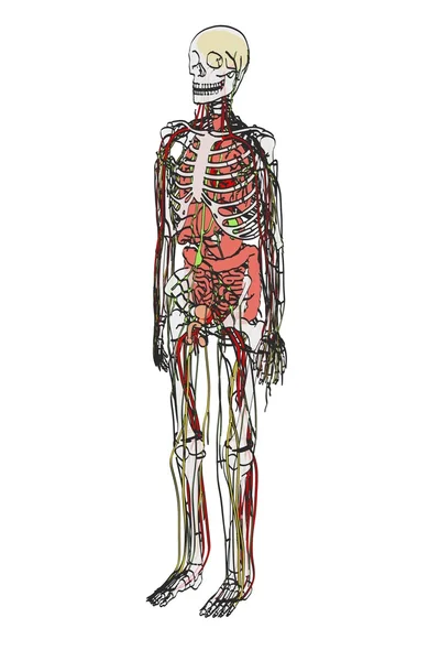 Desenho animado 2d ilustração da anatomia humana — Fotografia de Stock