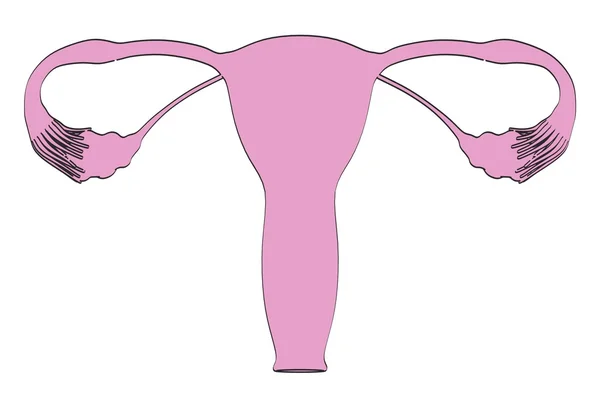 2D ilustrace kreslené ženského reprodukčního systému — Stock fotografie