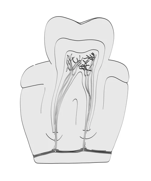 2d ilustración de dibujos animados de la anatomía dental —  Fotos de Stock