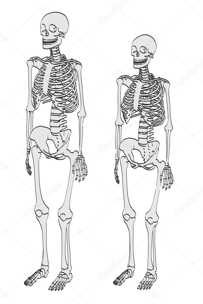 Illustrazione 2d dei cartoni animati degli scheletri - maschio e femmina  Illustrazione stock di ©3drenderings #107609702