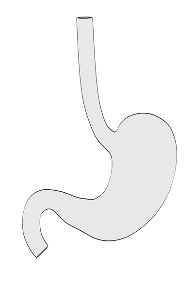 2D tecknad illustration av magen — Stockfoto