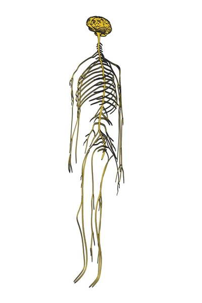 2d ilustración de dibujos animados del sistema nervioso — Foto de Stock