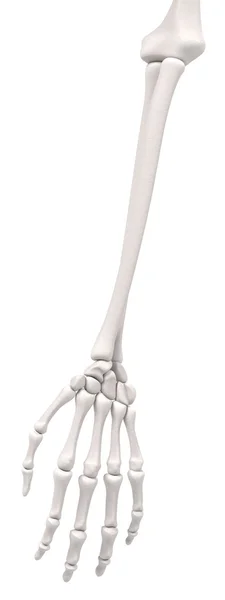 3d рендеринг костей рук — стоковое фото
