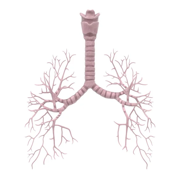 3d renderings of human bronchi — Stock Photo, Image