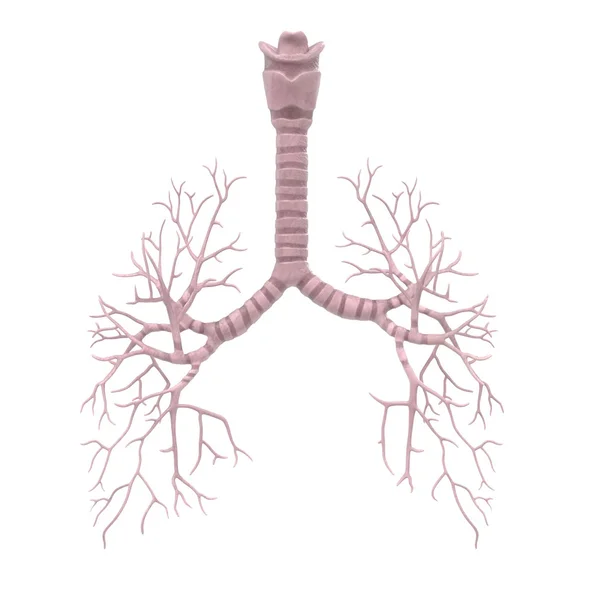 3D-рендеринг бронхов человека — стоковое фото