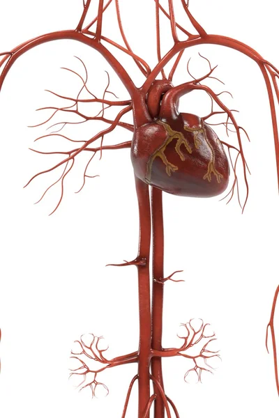 ヒトの循環器系の 3 d レンダリング — ストック写真