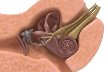 3D render kulak anatomisi