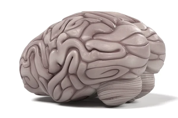 Rendering 3d del cervello umano — Foto Stock