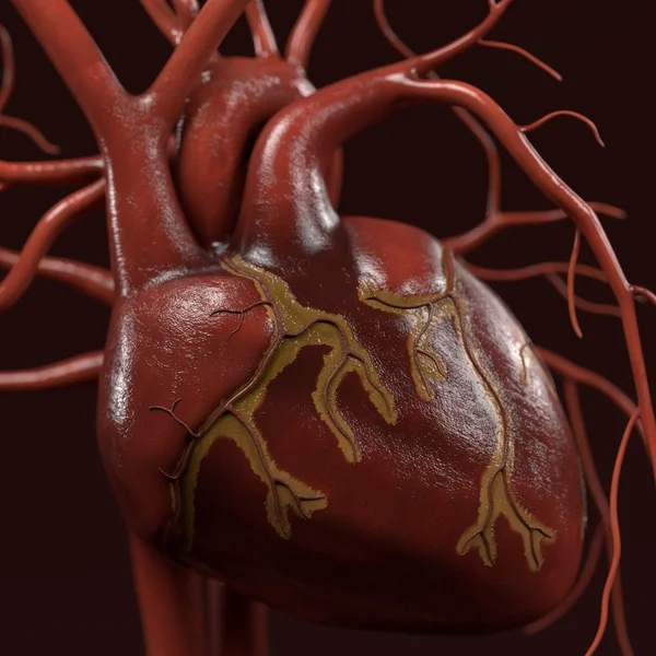 3d representaciones del sistema circulatorio humano — Foto de Stock