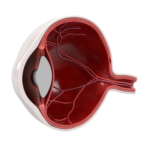 3d renderings of eye section — Stock Photo, Image