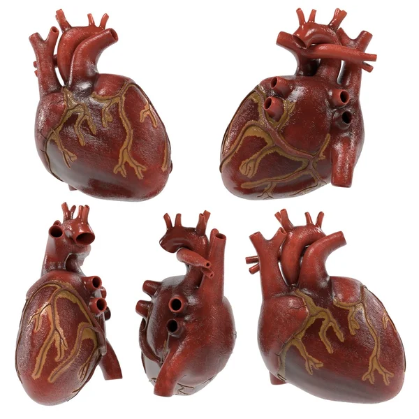 Rendering 3d del cuore umano — Foto Stock