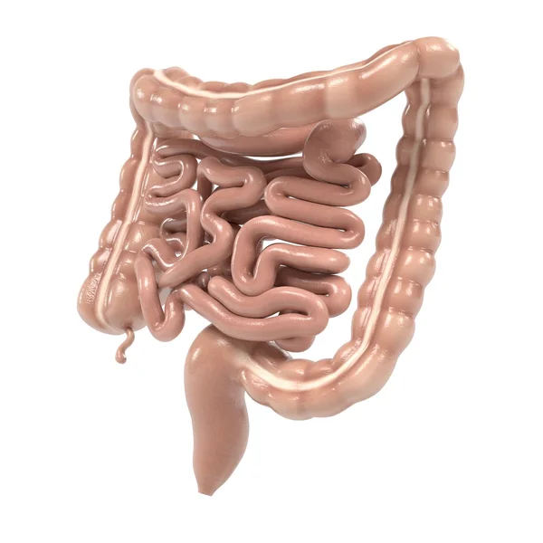 人間の腸の 3 d レンダリング — ストック写真
