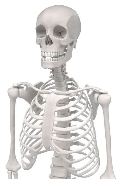 3D-Darstellung des menschlichen Skeletts — Stockfoto