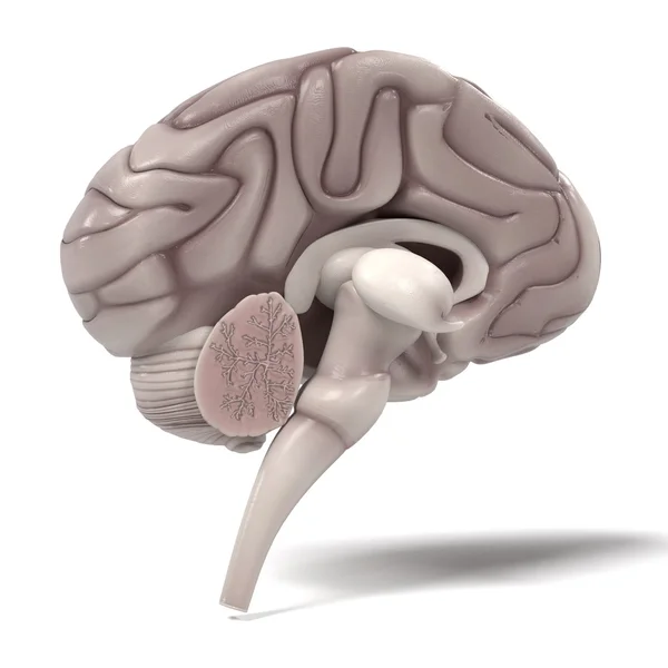 3D wizualizacje ludzkiego mózgu — Zdjęcie stockowe