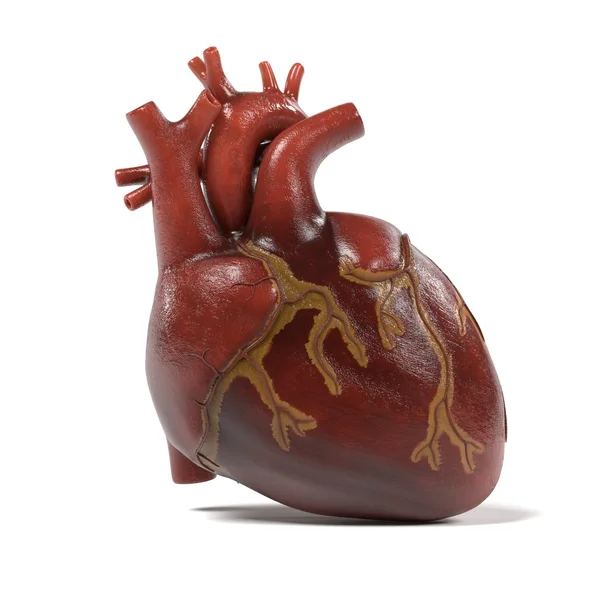 3D візуалізація людського серця — стокове фото