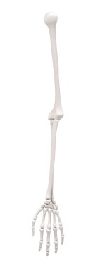 kol kemikleri 3D render