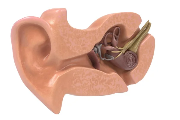 3d renderings of ear anatomy — Stock Photo, Image