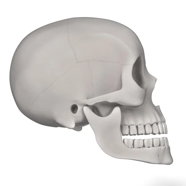 Трехмерные изображения женского черепа — стоковое фото