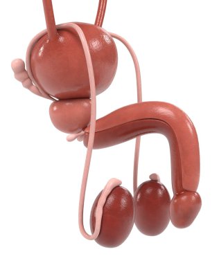 3D render erkek üreme sisteminin