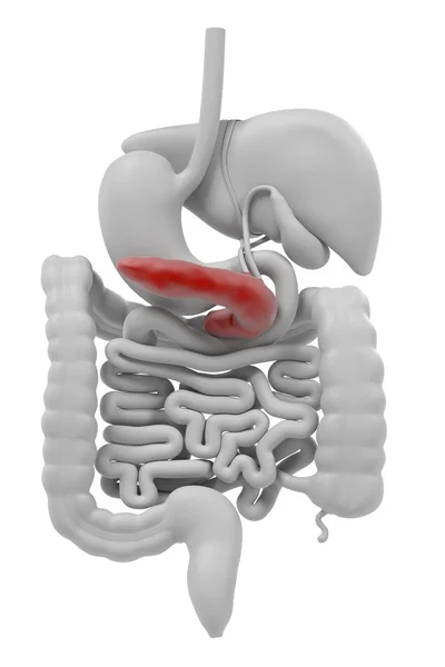 Renderizações 3d do sistema digestivo — Fotografia de Stock