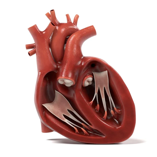 Rendering 3d del cuore umano — Foto Stock