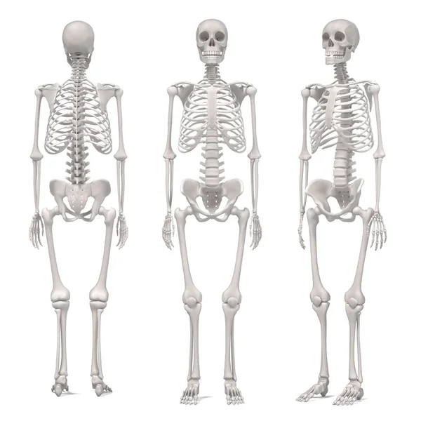 3D-renderingar av mänskliga skelettet — Stockfoto