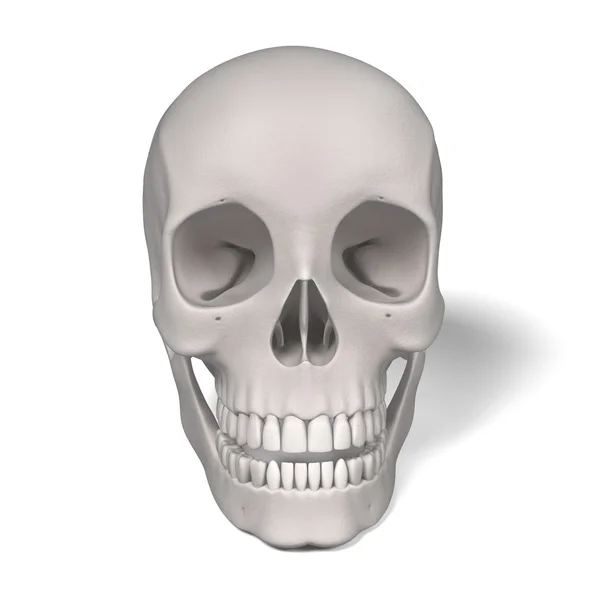 3d renderings of male skull — Stock Photo, Image