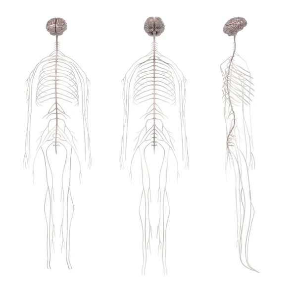 3d renderizaciones del sistema nervioso — Foto de Stock