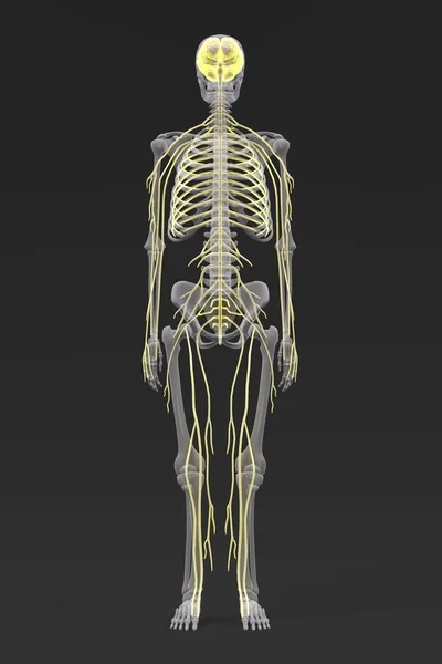 3d 渲染的中枢神经系统 — 图库照片