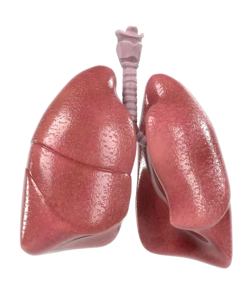 Rendering 3d del sistema respiratorio umano — Foto Stock